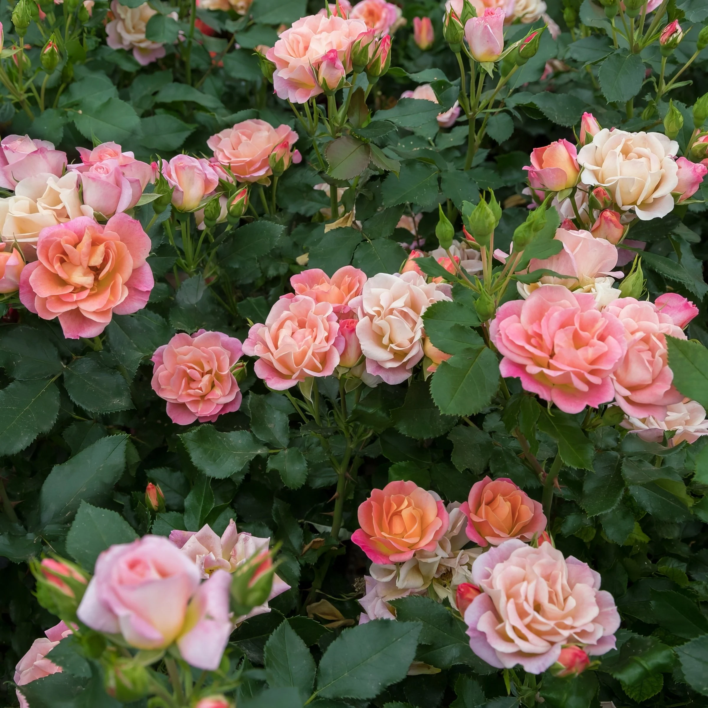Rose Peach Sunblaze