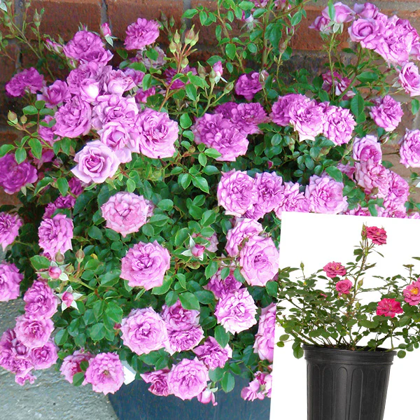 Rose Lavender Jewel